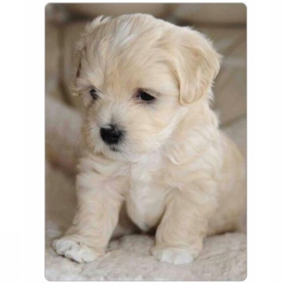 Cute Puppy Magnet  - Picture 2 of 2